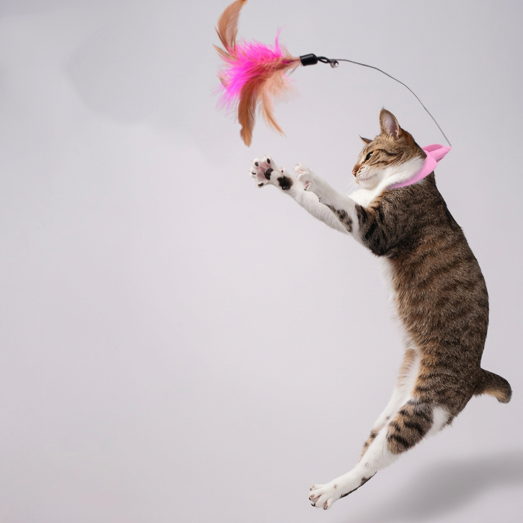 Cat Teaser Toy - Clean Version